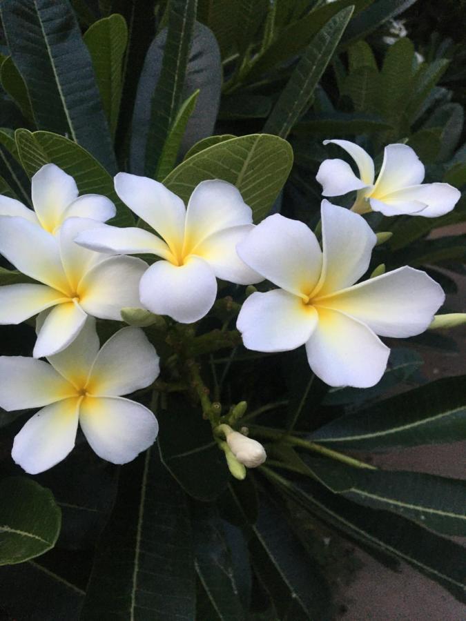 White Butterfly - A Countryside Homestay Thiruvananthapuram Exteriér fotografie