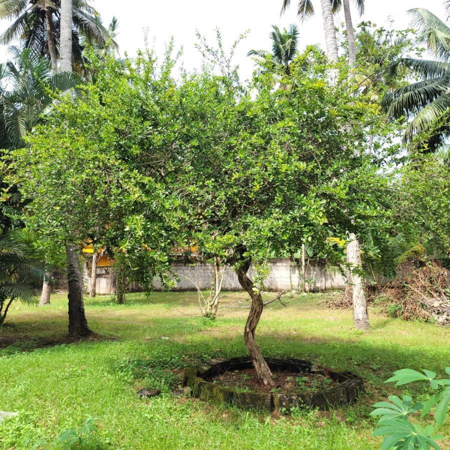 White Butterfly - A Countryside Homestay Thiruvananthapuram Exteriér fotografie